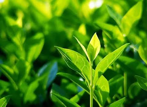 چای اصل شمال با عطر طبیعی و طعم اصیل